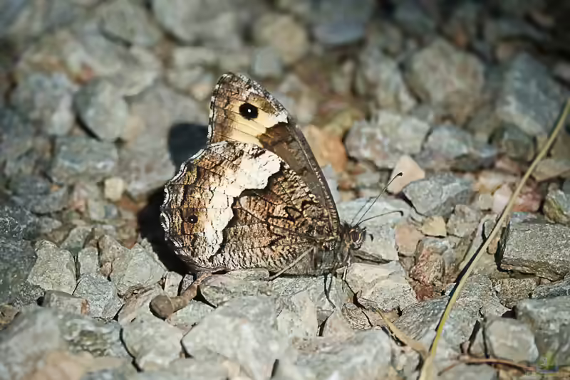 Kleiner Waldportier: Hipparchia hermione im Garten (Einrichtungsbeispiele mit Hipparchia hermione)