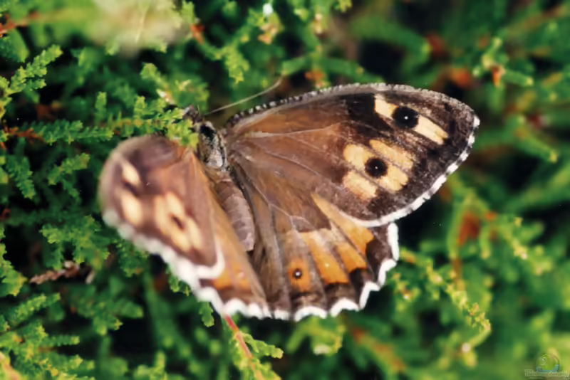 Ockerbindiger Samtfalter: Hipparchia semele im Garten (Einrichtungsbeispiele mit Hipparchia semele)