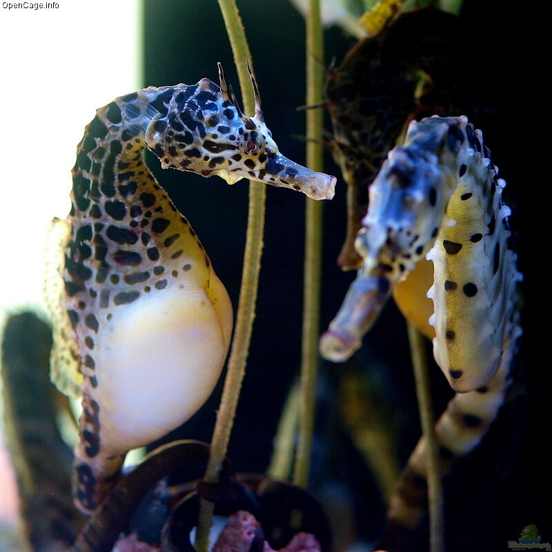 Hippocampus abdominalis im Aquarium halten (Einrichtungsbeispiele für Dickbauchseepferdchen)  - Hippocampus-abdominalisaquarium
