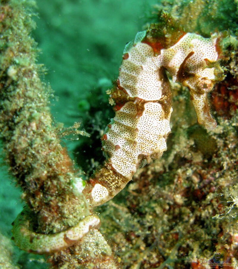 Hippocampus alatus im Aquarium halten (Einrichtungsbeispiele für Geflügeltes Seepferdchen)  - Hippocampus-alatusaquarium
