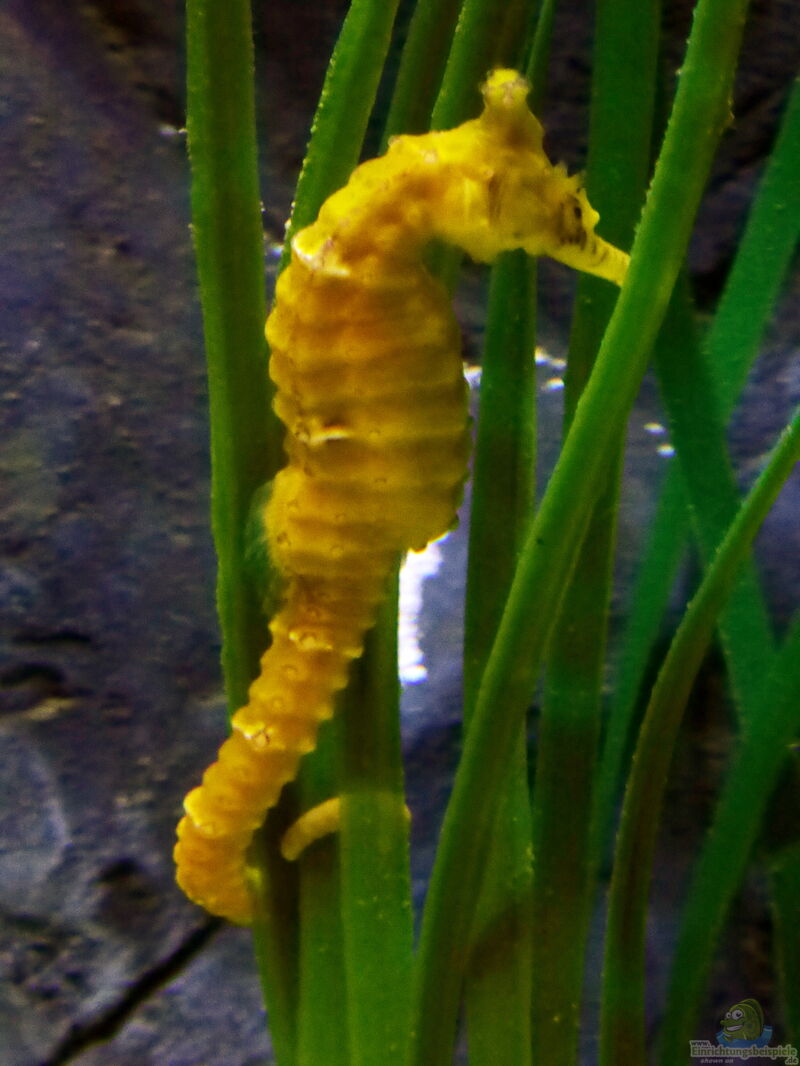 Hippocampus comes im Aquarium halten (Einrichtungsbeispiele für Tigerschwanz-Seepferdchen)