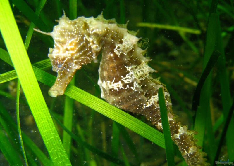 Hippocampus guttulatus im Aquarium halten (Einrichtungsbeispiele für Langschnäuziges Seepferdchen)  - Hippocampus-guttulatusaquarium