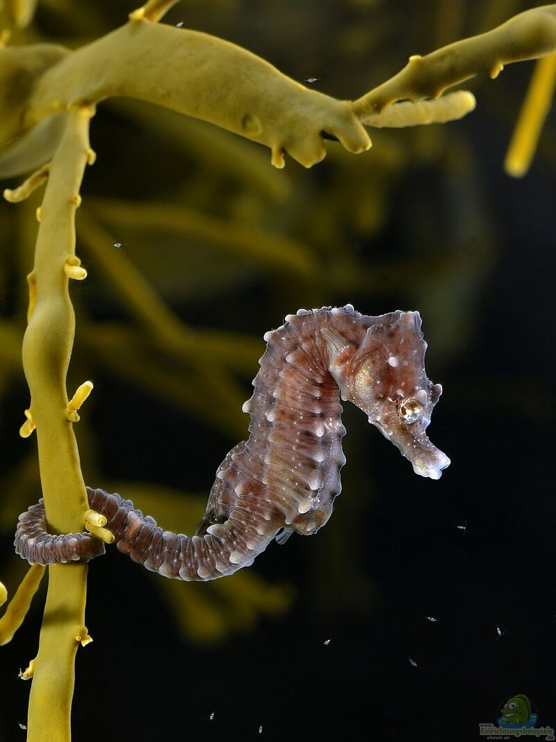 Hippocampus hippocampus im Aquarium halten (Einrichtungsbeispiele für Kurzschnäuziges Seepferdchen)  - Hippocampus-hippocampusaquarium