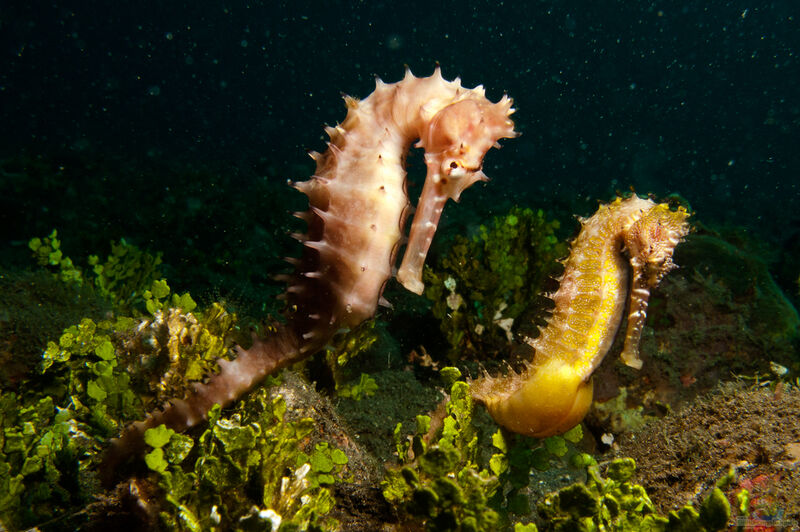 Hippocampus histrix im Aquarium halten (Einrichtungsbeispiele für Dorniges Seepferdchen)  - Hippocampus-histrixaquarium