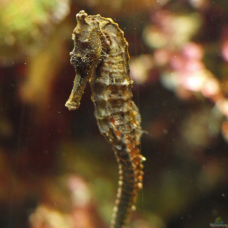 Hippocampus kelloggi im Aquarium halten (Einrichtungsbeispiele für Großes Seepferdchen)  - Hippocampus-kelloggiaquarium