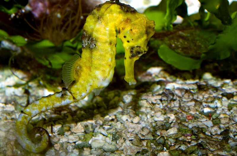 Hippocampus reidi im Aquarium halten (Einrichtungsbeispiele für Langschnäuziges Seepferdchen)  - Hippocampus-reidi-slnkaquarium