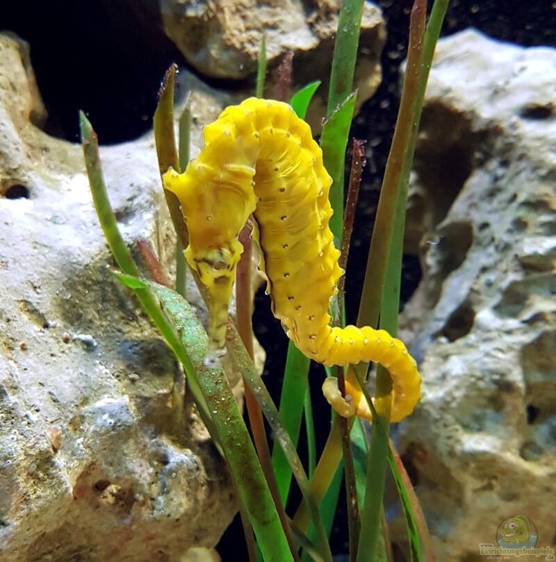 Hippocampus subelongatus im Aquarium halten (Einrichtungsbeispiele für Westaustralisches Seepferd)  - Hippocampus-subelongatusaquarium