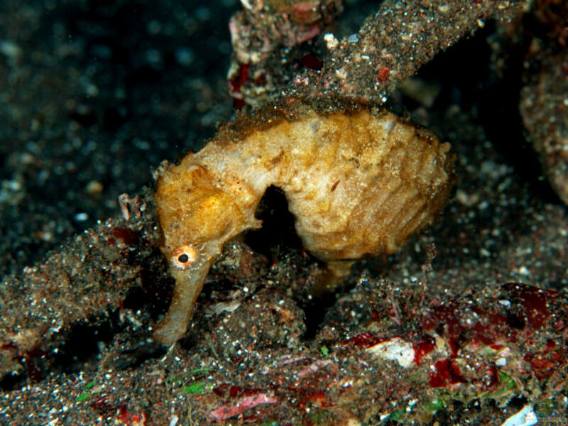 Hippocampus trimaculatus im Aquarium halten (Einrichtungsbeispiele für Flachgesichtiges Seepferdchen)  - Hippocampus-trimaculatus-slnkaquarium