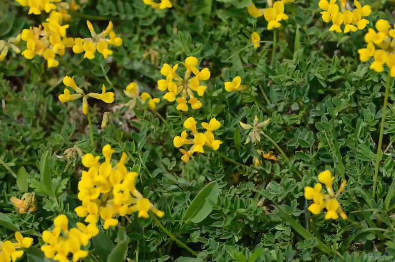 Hufeisenklee im Garten pflanzen (Einrichtungsbeispiele mit Hippocrepis comosa)