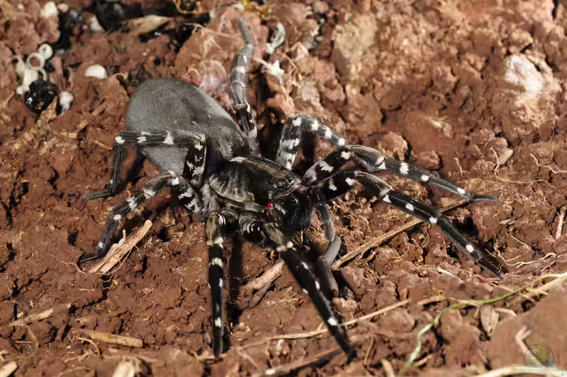 Hogna ingens im Terrarium halten (Die Riesenwolfspinne als Haustier)