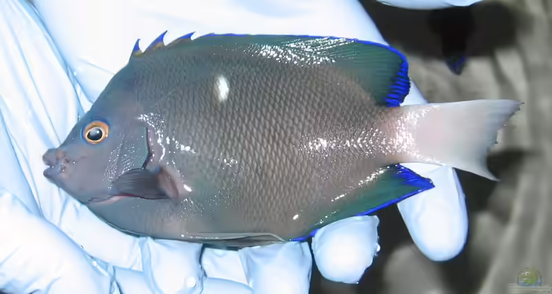 Holacanthus limbaughi im Aquarium halten (Einrichtungsbeispiele für Clipperton-Engelfisch)