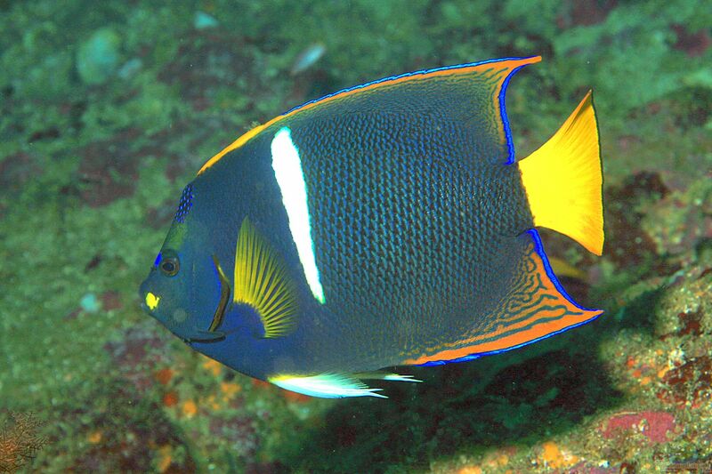 Holacanthus passer im Aquarium halten (Einrichtungsbeispiele für Kalifornischer Engelfisch)