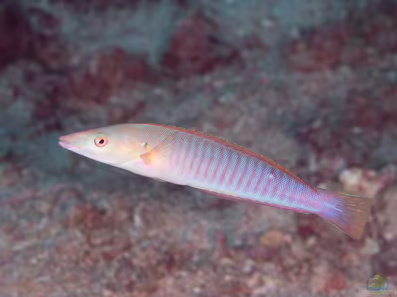 Hologymnosus doliatus im Aquarium halten (Einrichtungsbeispiele für Weissbauch-Hechtlippfisch)