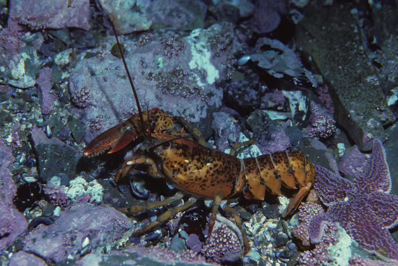 Homarus americanus im Aquarium halten (Einrichtungsbeispiele für Amerikanische Hummer)
