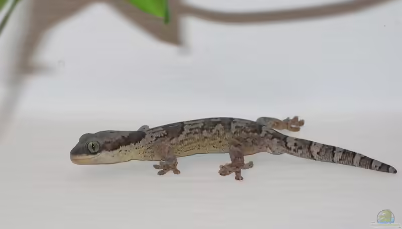 Gebänderter Samtgecko: Homopholis fasciata im Terrarium halten (Einrichtungsbeispiele mit Homopholis fasciata)