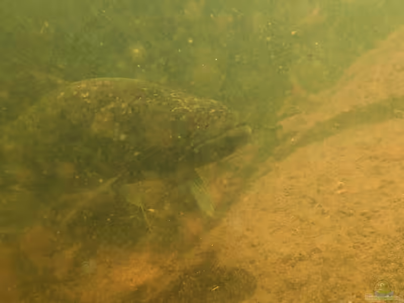 Hoplias curupira im Aquarium halten (Einrichtungsbeispiele für Schwarzer Wolfssalmler)