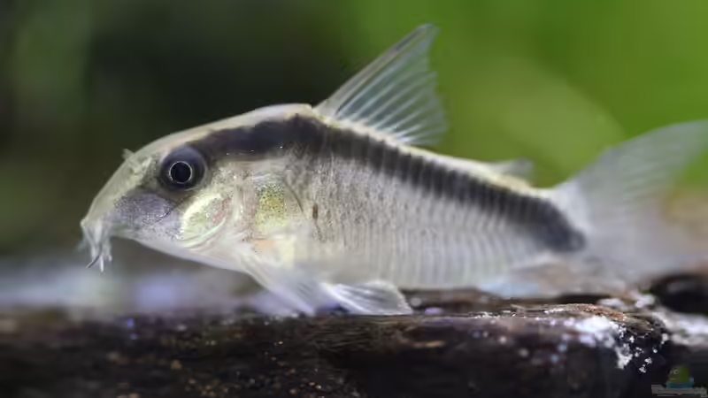 Hoplisoma granti im Aquarium halten (Einrichtungsbeispiele mit Stromlinien-Panzerwels)