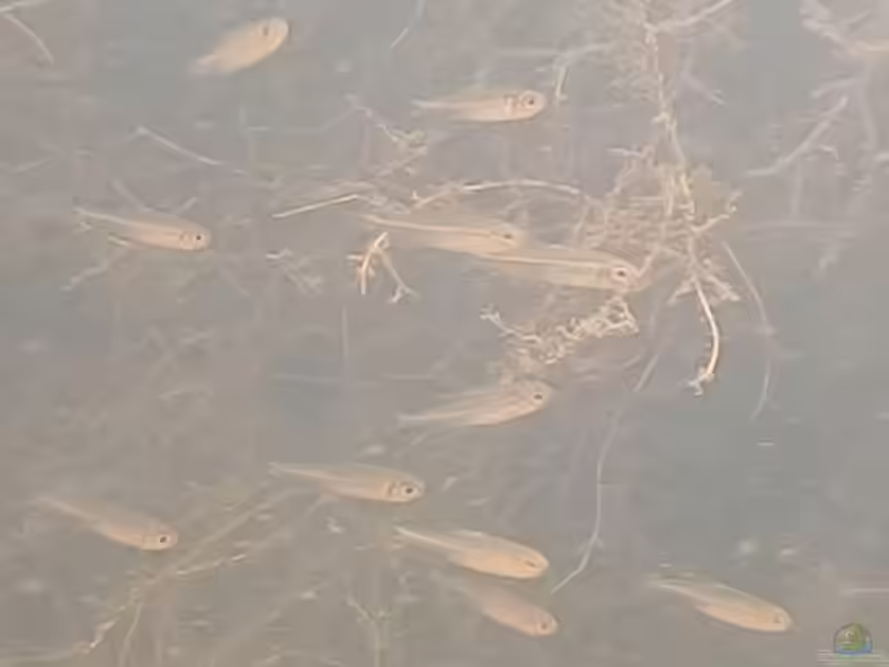Hoplocharax goethei im Aquarium halten (Einrichtungsbeispiele mit Goethes Harnischsalmler)