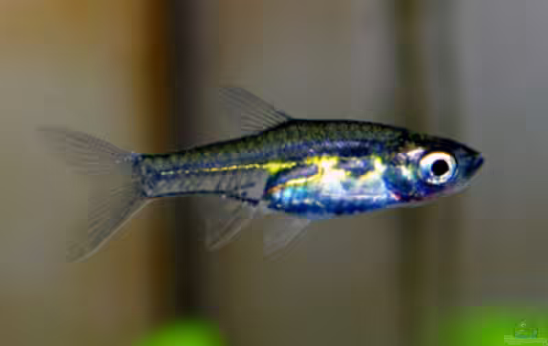 Horadandia atukorali im Aquarium halten (Einrichtungsbeispiele für Ceylon-Zwergbarbe)