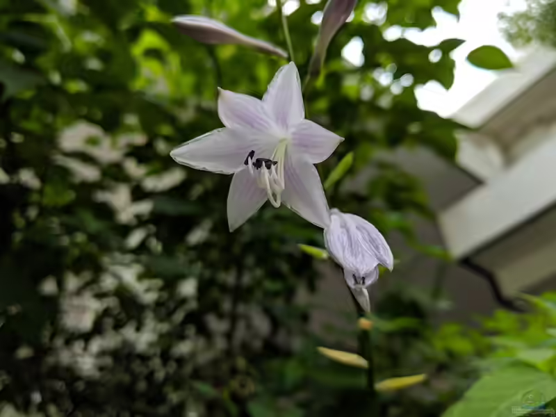 Hosta plantaginea im Garten pflanzen (Einrichtungsbeispiele mit Lilien-Funkie)