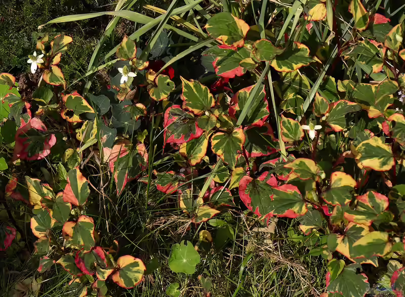 Houttuynia cordata am Gartenteich (Einrichtungsbeispiele mit Chameleon-Pflanze)