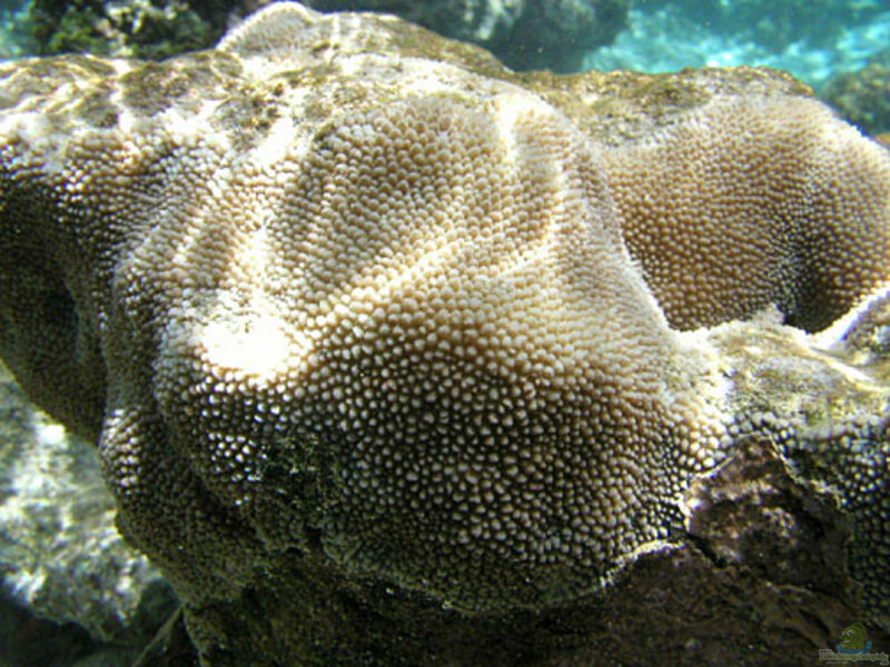 Hydnophora microconos im Aquarium halten (Einrichtungsbeispiele für Großpolypige Steinkoralle)  - Hydnophora-microconosaquarium