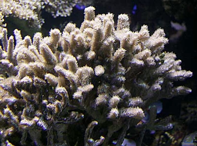 Hydnophora rigida im Aquarium halten (Einrichtungsbeispiele für Großpolypige Steinkoralle)  - Hydnophora-rigidaaquarium