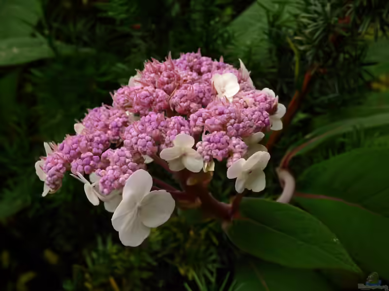 Hydrangea aspera im Garten pflanzen (Einrichtungsbeispiele mit Samthortensie)