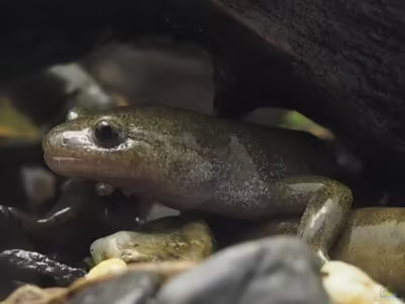 Hynobius dunni im Terrarium halten (Einrichtungsbeispiele mit Oita Winkelzahnmolch)