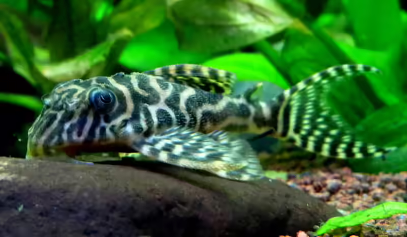 Hypancistrus im Aquarium halten (Einrichtungsbeispiele mit Hypancistrus-Arten)