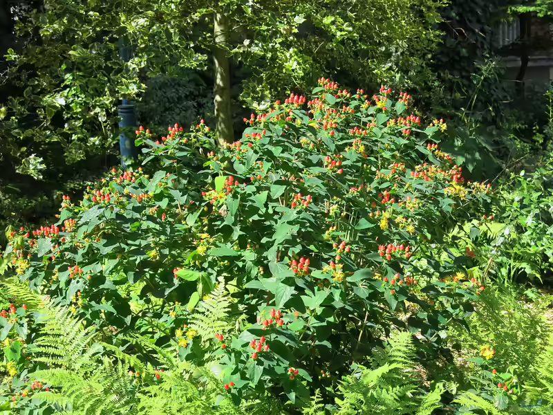 Hypericum androsaemum im Garten pflanzen (Einrichtungsbeispiele mit Blut-Johanniskraut)