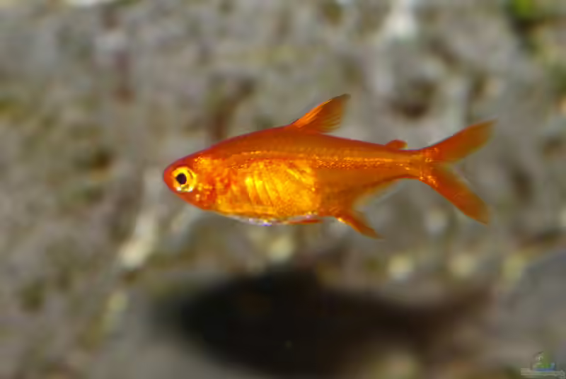 Hyphessobrycon amandae im Aquarium halten (Einrichtungsbeispiele mit Feuertetra)
