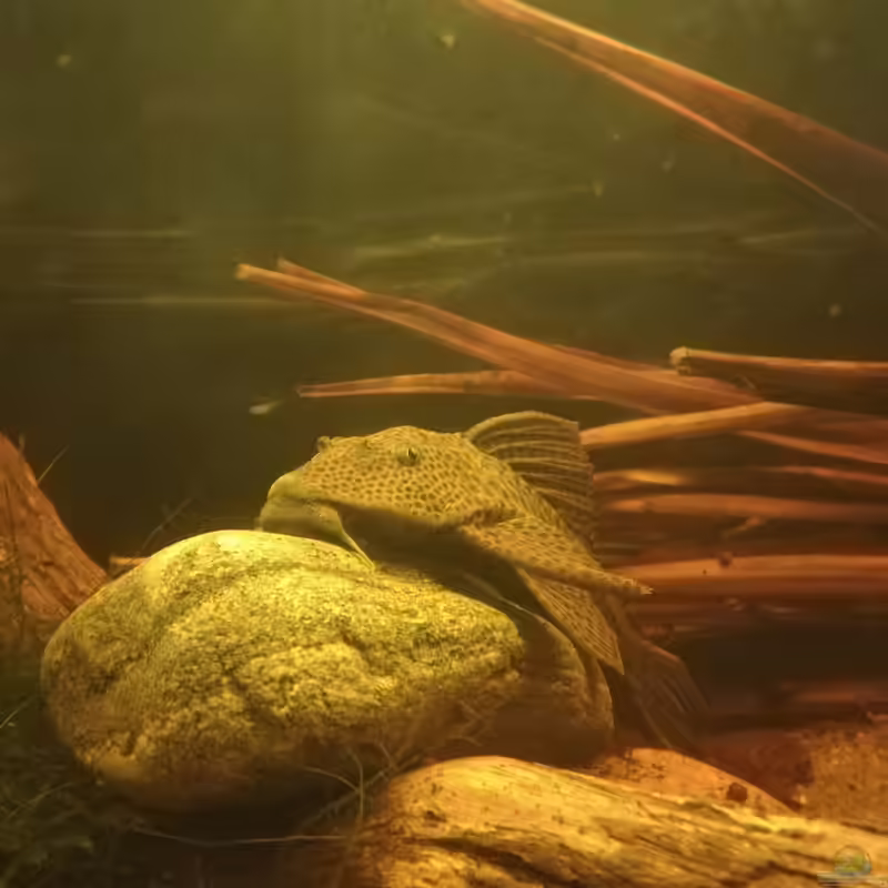 Hypostomus im Aquarium halten (Einrichtungsbeispiele mit Hypostomus-Arten)