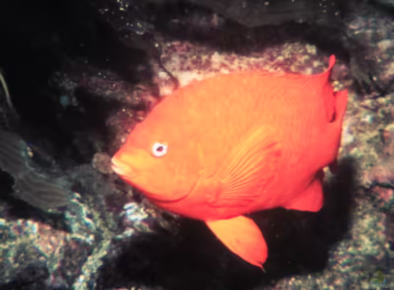 Hypsypops rubicundus im Aquarium halten (Einrichtungsbeispiele mit Garibaldifisch)