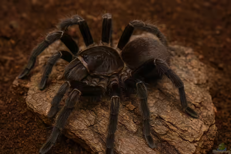 Hysterocrates gigas im Terrarium halten (Einrichtungsbeispiele mit Afrikanische Riesenvogelspinne)