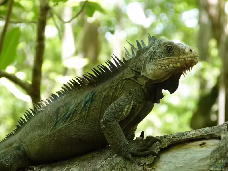 Iguana delicatissima im Terrarium halten (Einrichtungsbeispiele mit Antillen Leguan)