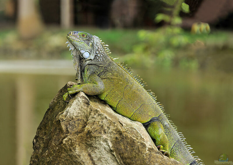 Iguana iguana im Terrarium halten (Einrichtungsbeispiele für Grüner Leguan)  - Iguana-iguanaaquarium