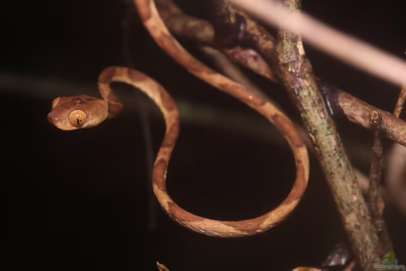 Amazonas-Riemennatter: Imantodes lentiferus im Terrarium halten (Einrichtungsbeispiele mit Imantodes lentiferus)