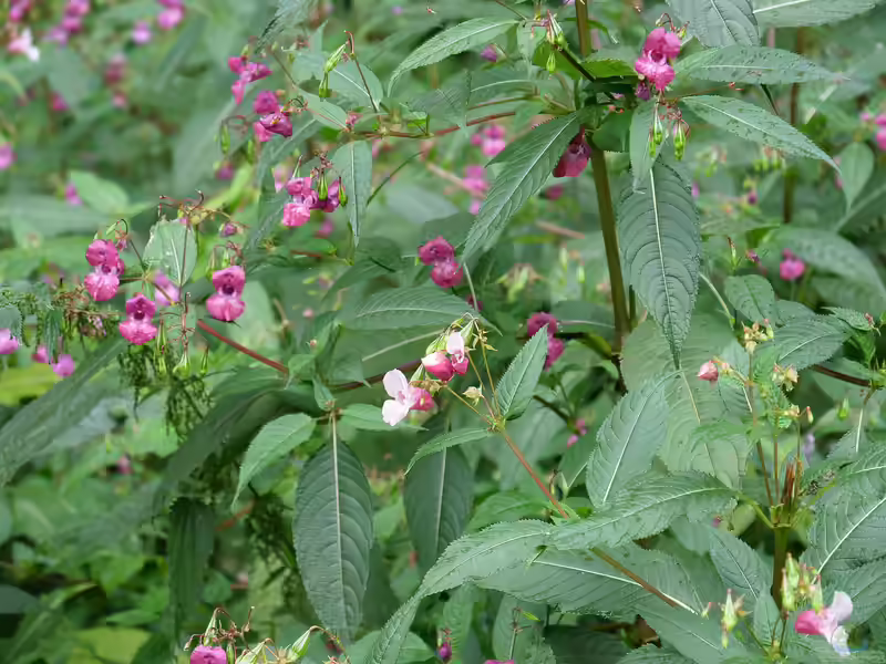 Impatiens glandulifera im Garten pflanzen (Einrichtungsbeispiele mit Drüsiges Springkraut)