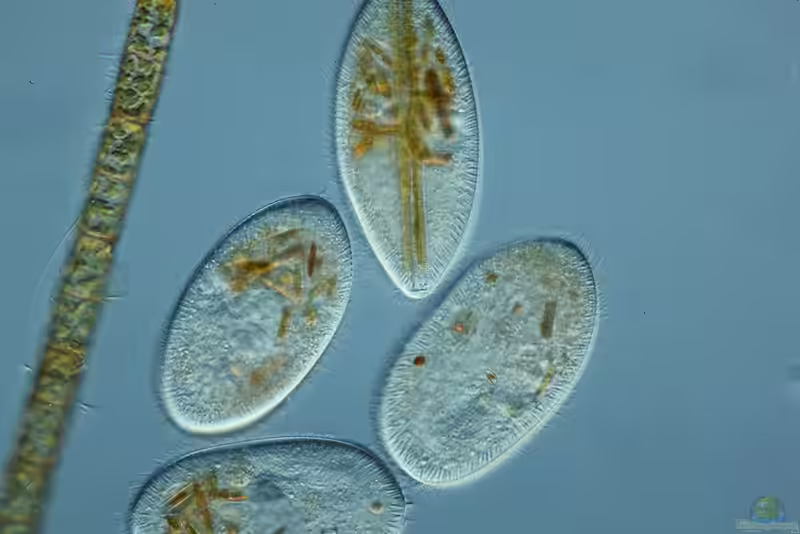 Infusorien als Aufzuchtfutter (Aufgusstierchen als Zierfischfutter)