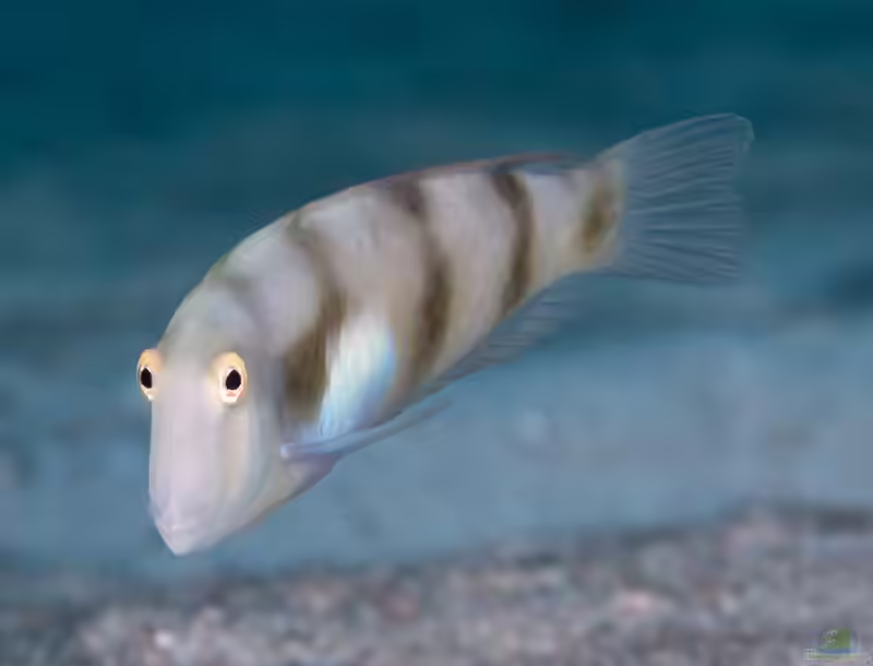 Iniistius aneitensis im Aquarium halten (Einrichtungsbeispiele für Blasser Rasiermesserfisch)