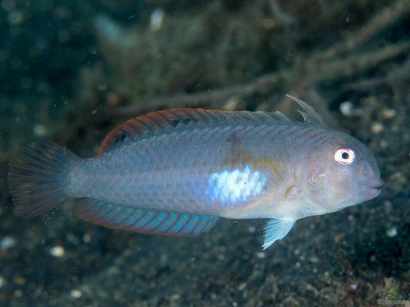 Iniistius melanopus im Aquarium halten (Einrichtungsbeispiele für Gelbfleck Messerlippfisch)