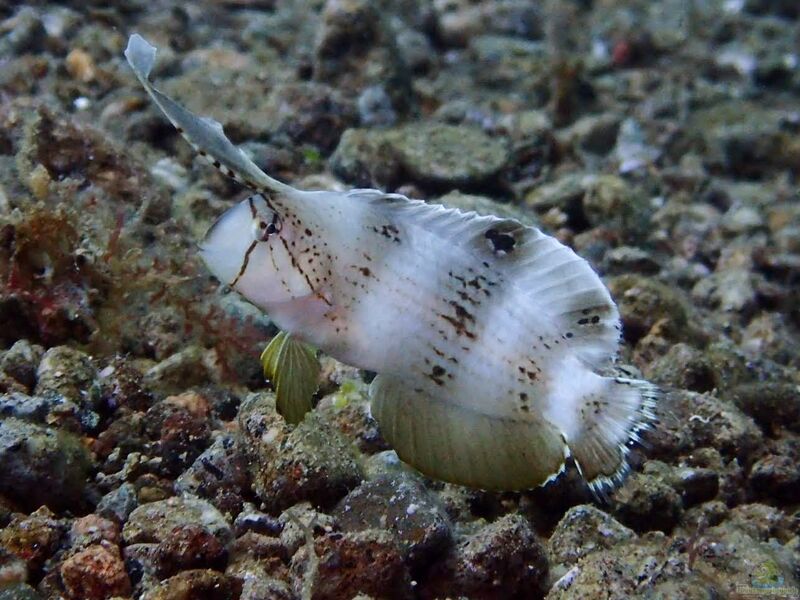 Iniistius pavo im Aquarium halten (Einrichtungsbeispiele für Pfauen-Messerlippfisch)