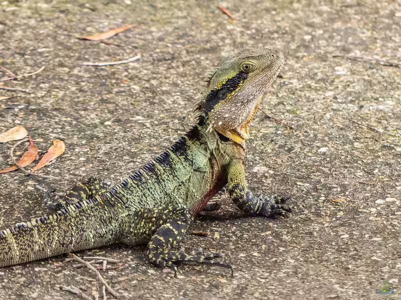 Intellagama lesueurii im Terrarium halten (Einrichtungsbeispiele mit Australische Wasseragame)