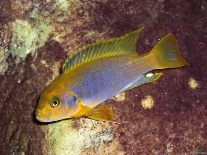 Iodotropheus: Pflege, Verhalten und Haltung im Malawi-Aquarium (Einrichtungsbeispiele mit Iodotropheus-Arten)