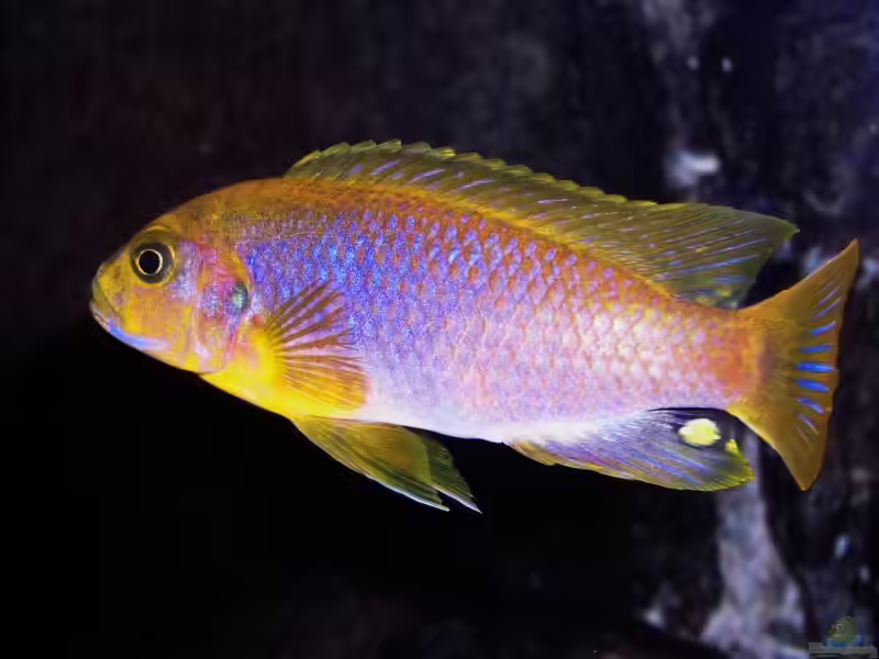 Iodotropheus sprengerae im Aquarium halten (Einrichtungsbeispiele mit Iodotropheus sprengerae)