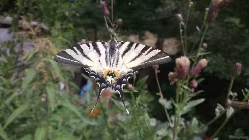 Iphiclides podalirius im Garten (Einrichtungsbeispiele mit Segelfalter)