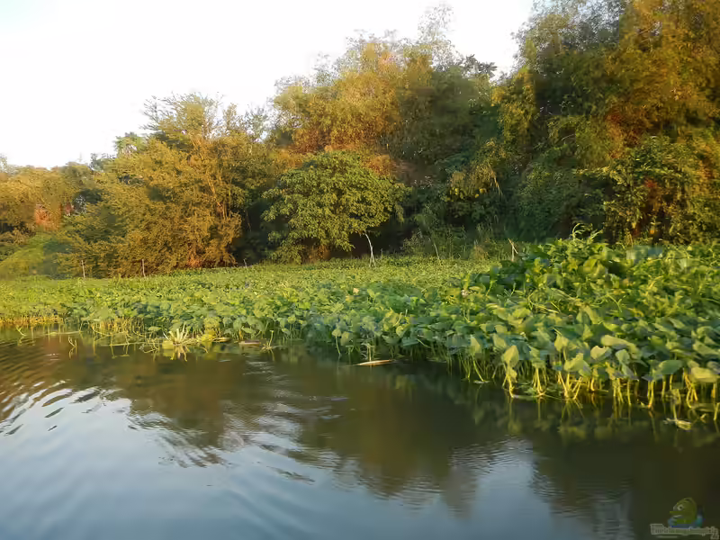 Ipomoea aquatica am Gartenteich (Einrichtungsbeispiele mit Wasserspinat)