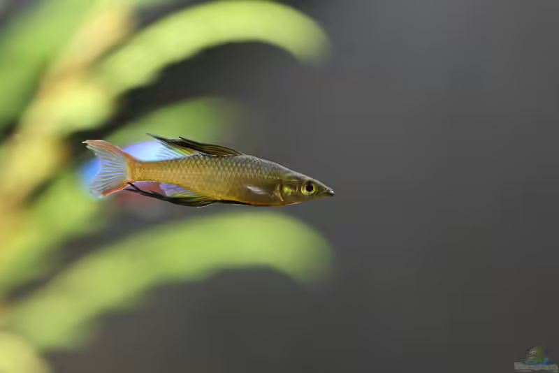 Iriatherina werneri im Aquarium halten (Einrichtungsbeispiele mit Filigran-Regenbogenfisch)