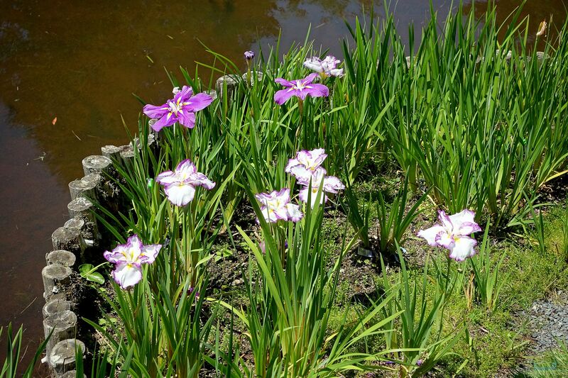 Iris ensata am Gartenteich (Einrichtungsbeispiele mit Japanische Schwertlilie)